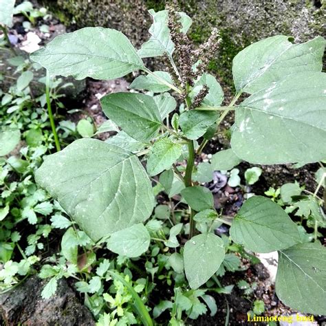 凹頭畏芝|Amaranthus lividus